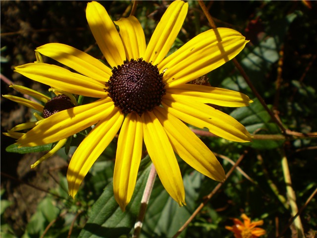rudbeckia